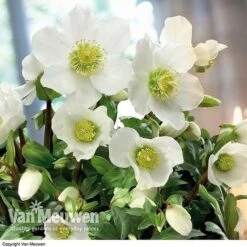 Hellebore 'Christmas Rose' -Bulb Garden Store hele