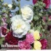 Hollyhock 'Chater's Double Mixed' -Bulb Garden Store holl v65460 b