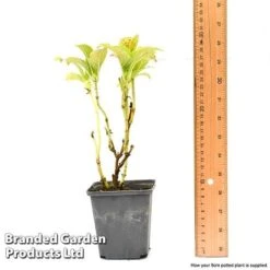 Hydrangea Macrophylla GLAM ROCK 'Horwack' 13 Hydrangea Macrophylla GLAM ROCK 'Horwack' -Bulb Garden Store hydr