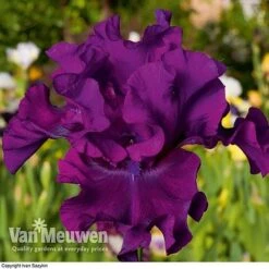 Iris Re-Blooming Collection -Bulb Garden Store iris cantina