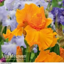 Iris Re-Blooming Collection -Bulb Garden Store iris orangeharvest