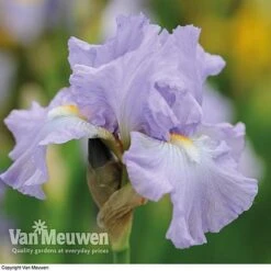 Iris Re-Blooming Collection -Bulb Garden Store iris victoriafalls