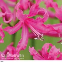 Nerine Bowdenii Collection -Bulb Garden Store isabel