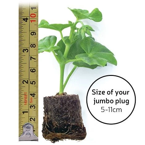 Chrysanthemum 'Incurved Mixed' 6 Chrysanthemum 'Incurved Mixed' - Image 4