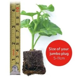 Giant Geranium Bumper Collection 15 Giant Geranium Bumper Collection -Bulb Garden Store jumboplugsize8