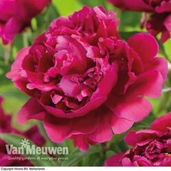 Peony Collection -Bulb Garden Store karl rosenfield