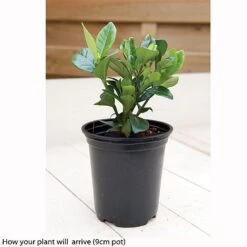 Gardenia Jasminoides 'Kleim's Hardy' -Bulb Garden Store kleims example