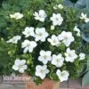 Gardenia Jasminoides 'Kleim's Hardy' -Bulb Garden Store kleims hardy
