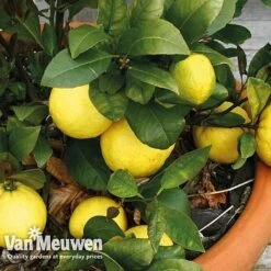 Fruit Meyer Lemon -Bulb Garden Store lemo 64680v c