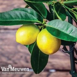 Fruit Meyer Lemon -Bulb Garden Store lemo 64680v d