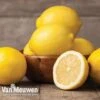 Fruit Meyer Lemon -Bulb Garden Store lemo 64680v e