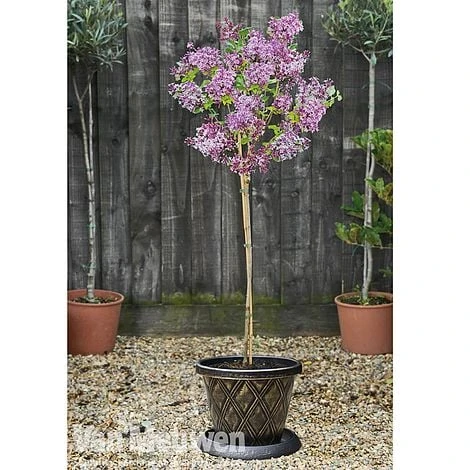 Lilac 'Palibin' 6 Lilac 'Palibin' - Image 4