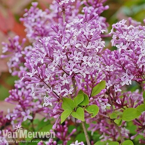 Lilac 'Palibin' 5 Lilac 'Palibin' - Image 3