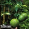 Lime Tree -Bulb Garden Store lime v59875 b