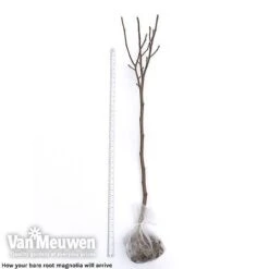 Magnolia 'Red Lucky' -Bulb Garden Store magnolia arrival