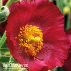Meconopsis 'Union Jack' Collection -Bulb Garden Store meco3