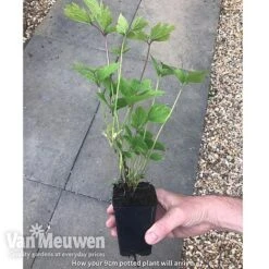 Clematis 'New Love' -Bulb Garden Store new love