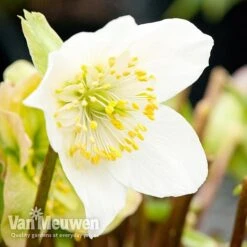 Hellebore 'Christmas Rose' -Bulb Garden Store niger