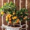 Orange Tree -Bulb Garden Store oran 64670v a