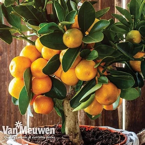 Orange Tree 3 Orange Tree - Image 2