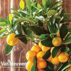 Orange Tree 7 Orange Tree -Bulb Garden Store oran 64670v c