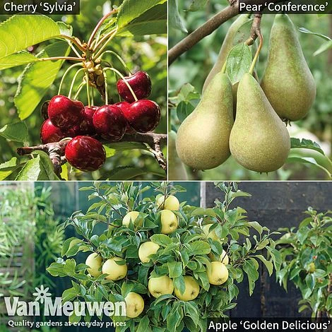 Patio Fruit Tree Collection 3 Patio Fruit Tree Collection