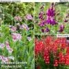 Penstemon 'Ice Cream Collection' -Bulb Garden Store penstemon icecream