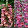 Perennial Foxglove Collection 1 Perennial Foxglove Collection -Bulb Garden Store perennial foxglove collection