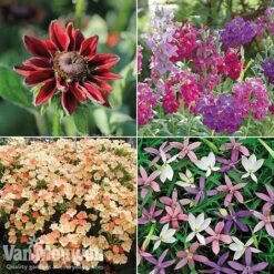 Summer Bedding Collection -Bulb Garden Store pic22