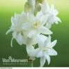 Polianthes Tuberosa 'The Pearl' -Bulb Garden Store polianth tub