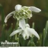 Snowdrops In The Green (Double Flowered) -Bulb Garden Store snow v18342 b