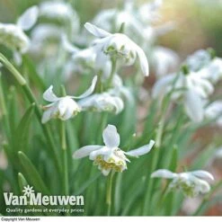 Snowdrops In The Green (Double Flowered) -Bulb Garden Store snow v18342 d