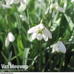 Snowdrops In The Green (Double Flowered) -Bulb Garden Store snow v18342 e