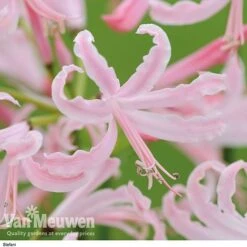 Nerine Bowdenii Collection -Bulb Garden Store stefani