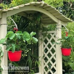 Strawberry 'Elsanta' (Pre-planted Baskets) -Bulb Garden Store strawberr