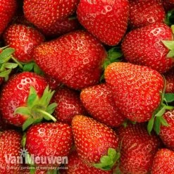 Strawberry 'Elsanta' (Pre-planted Baskets) -Bulb Garden Store strawberryb