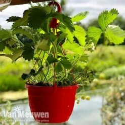 Strawberry 'Elsanta' (Pre-planted Baskets) -Bulb Garden Store strawberrybasket