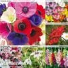 Summer Colour Bulb Collection -Bulb Garden Store summer bulb V46129 a
