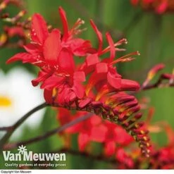 Summer Colour Bulb Collection -Bulb Garden Store summer bulb V46129 e