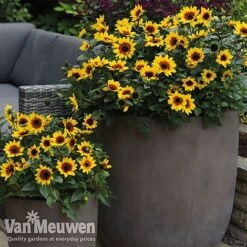 Sunflower SunBelievable™ 'Brown Eyed Girl' 9 Sunflower SunBelievable™ 'Brown Eyed Girl' -Bulb Garden Store sunb