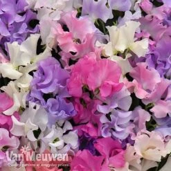 Sweet Pea 'Sweet Dreams Mixed' -Bulb Garden Store sweet21