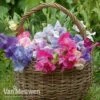 Sweet Pea 'Sweet Dreams Mixed' -Bulb Garden Store sweet31