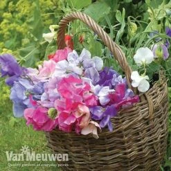Sweet Pea 'Sweet Dreams Mixed' -Bulb Garden Store sweet41