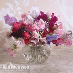 Sweet Pea 'Sweet Dreams Mixed' -Bulb Garden Store sweet5