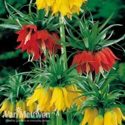 Fritillaria Imperialis 'Collection' -Bulb Garden Store vfrit duo
