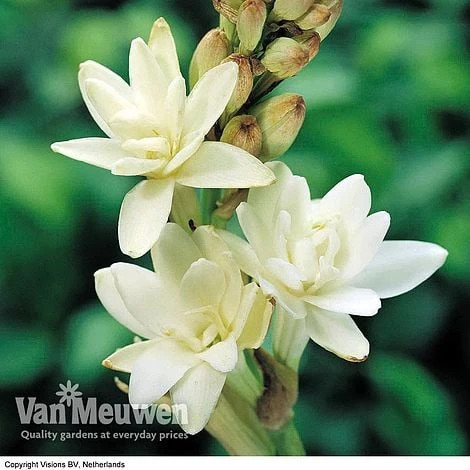 Polianthes Tuberosa 'The Pearl' 4 Polianthes Tuberosa 'The Pearl' - Image 2