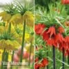Fritillaria Imperialis 'Collection' -Bulb Garden Store vm duo