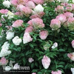 Hydrangea Paniculata 'Vanille Fraise' -Bulb Garden Store vmvan4