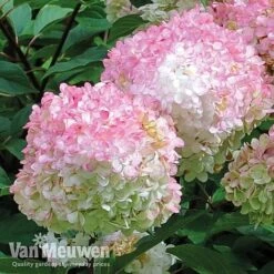 Hydrangea Paniculata 'Vanille Fraise' -Bulb Garden Store vmvan5