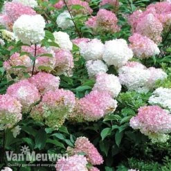 Hydrangea Paniculata 'Vanille Fraise' -Bulb Garden Store vmvan6